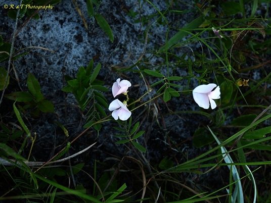 {Tephrosia florida}